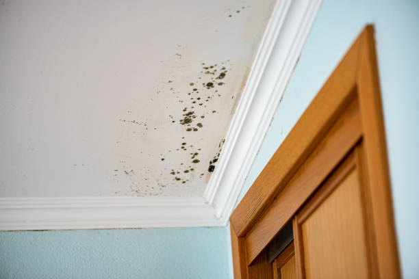 Best Mold Testing  in Stokesdale, NC