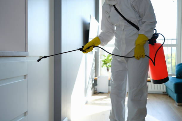 Best Attic Mold Removal  in Stokesdale, NC