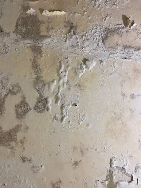 Best Mold Removal Near Me  in Stokesdale, NC