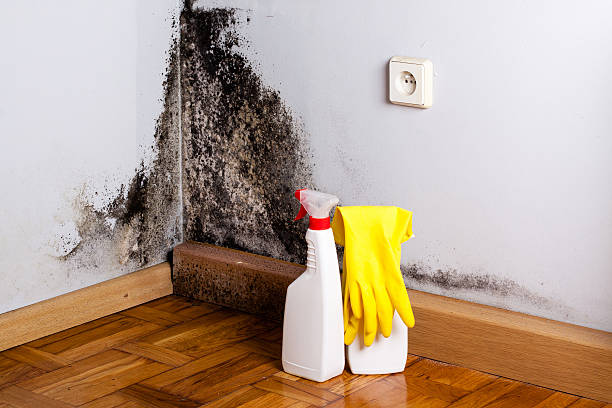 Best Same-Day Mold Removal  in Stokesdale, NC