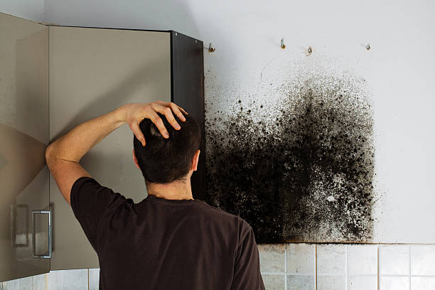 Best Home Mold Removal  in Stokesdale, NC