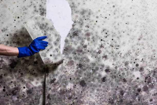 Best Black Mold Removal  in Stokesdale, NC