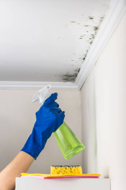 Best Mold Remediation Experts  in Stokesdale, NC